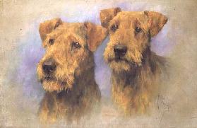 Portrait of Two Lakeland Terriers