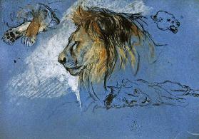 Study of a Lion, c.1905