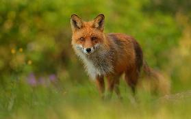 Red Fox Lady