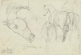 Studies of horses