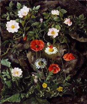 Game roses, poppies and daisy at a stone bank.