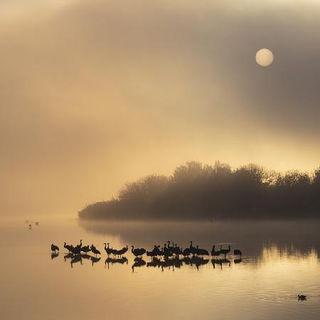 Gilded pond