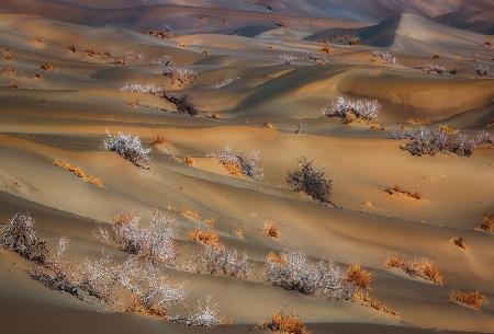 coppice in desert