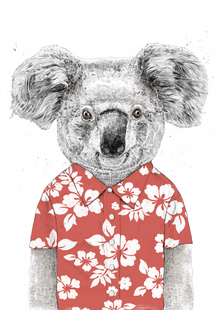 Summer koala (red) from Balazs Solti