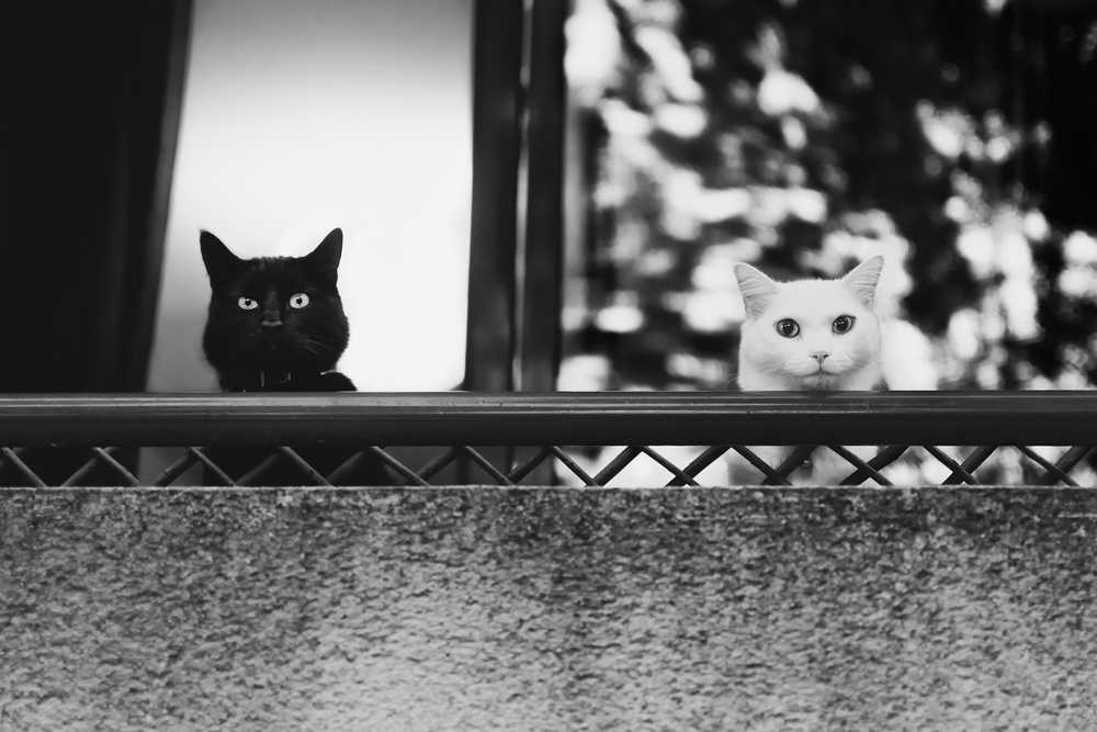 Two cats at the balcony from Baptiste RIVIERE