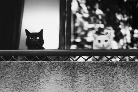 Two cats at the balcony