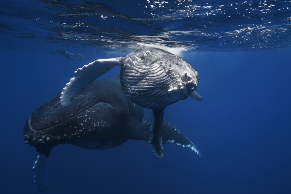 Humpback Whale family from Barathieu Gabriel
