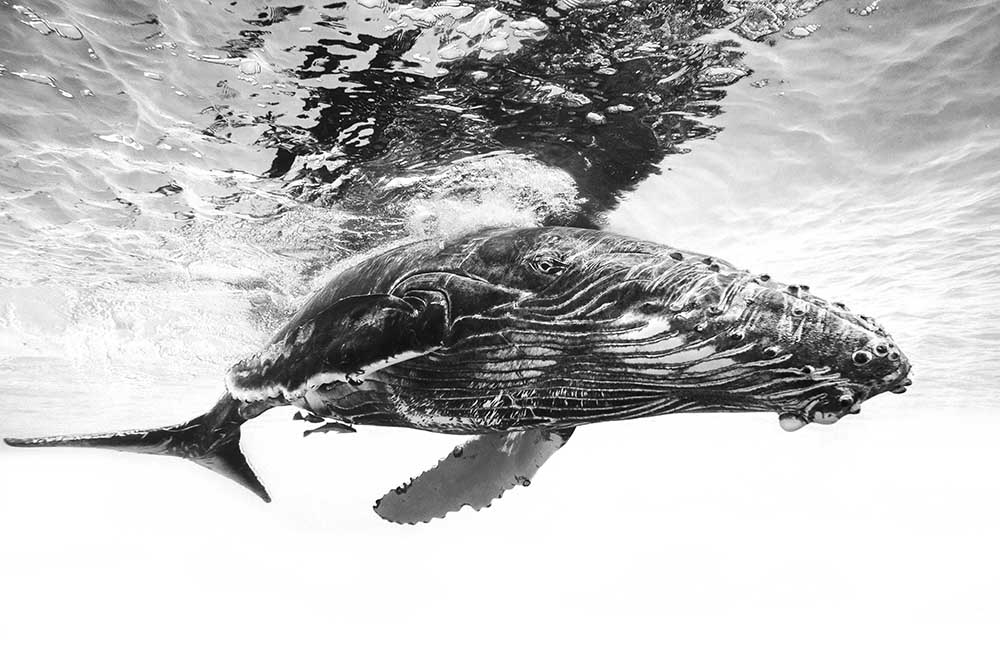 Humpback whale calf from Barathieu Gabriel