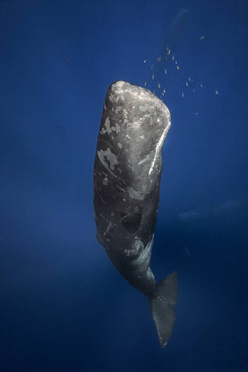 Candle sperm whale from Barathieu Gabriel