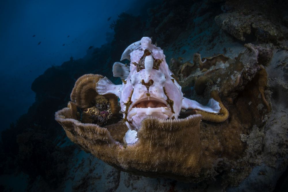 The Frogfish Trone from Barathieu Gabriel