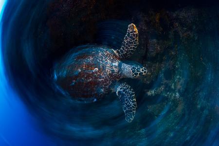Hawksbill  sea turtle