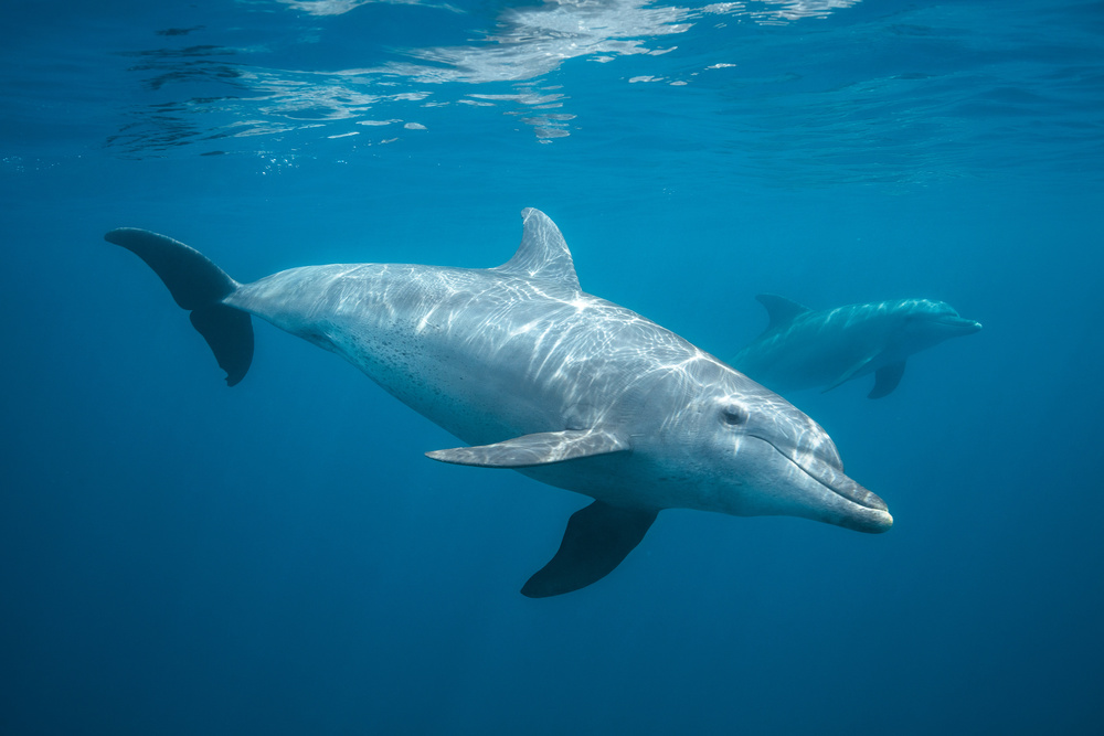 Curious Dolphin from Barathieu Gabriel