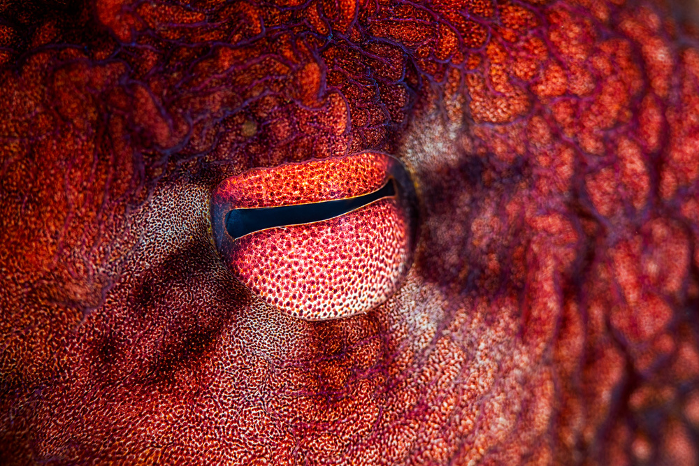 Octopus Eye from Barathieu Gabriel