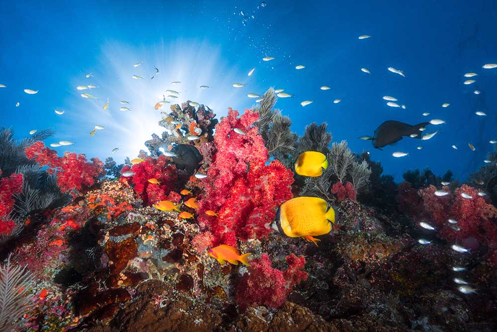 Reef life from Barathieu Gabriel