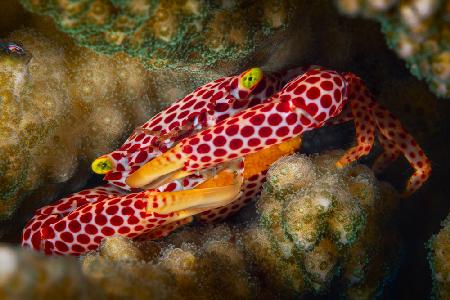 Red Spotted Guard Crab