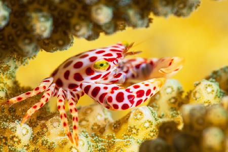 Red -Spotted Guard Crab