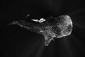 Black and Whale Shark