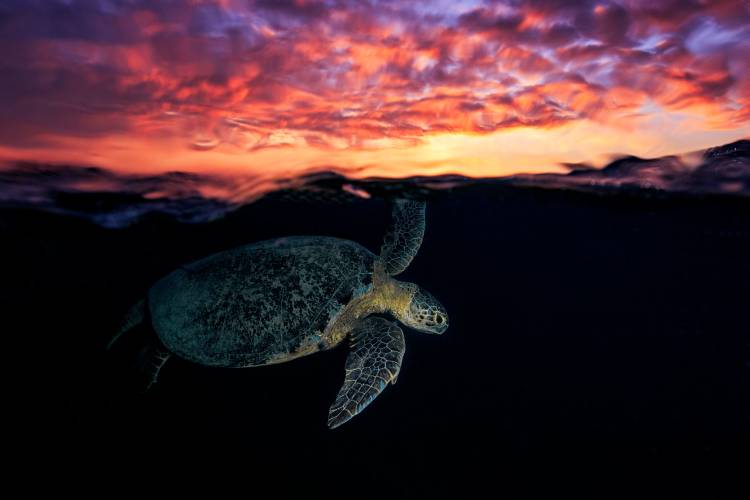 Sunset turtle from Barathieu Gabriel