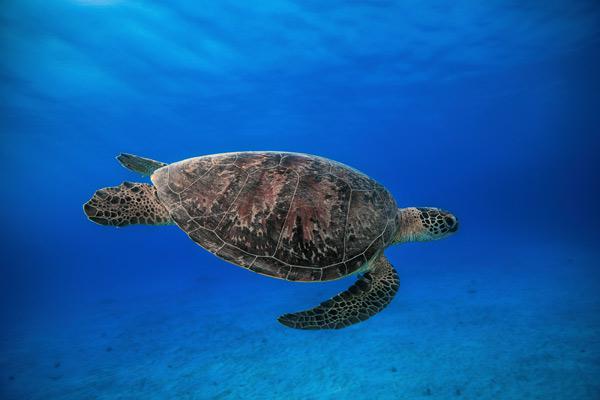 Green turtle in the blue