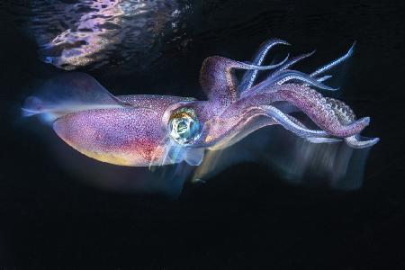 Flow of Squid