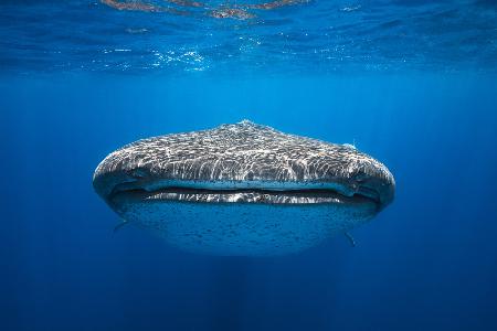 Face to Face with a whale shark