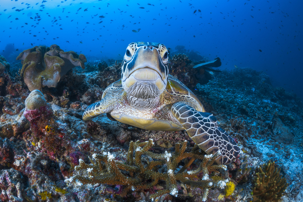 Face to face with a green turtle from Barathieu Gabriel