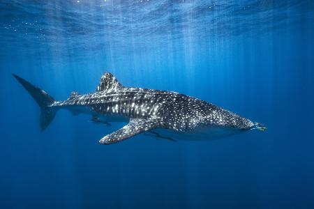 Whale shark in the blue
