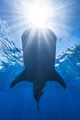 Whale shark and sun