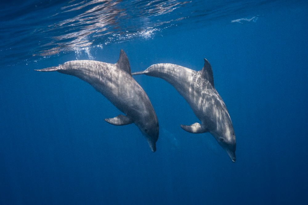 Two bottlenose dolphins from Barathieu Gabriel