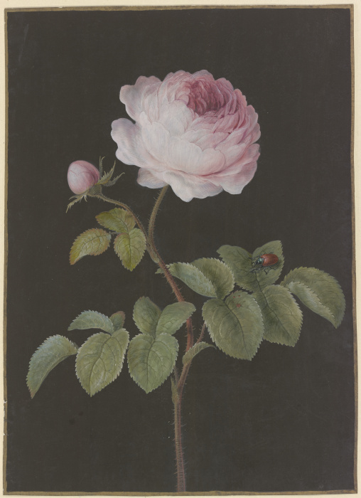 Rosa Rose (Rosa) mit einem braunen Käfer from Barbara Regina Dietzsch