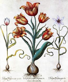 Tulipa Perfica non aperta, Tulipa Polyanthos Pracox