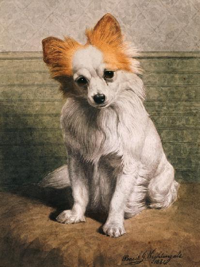 Toy Dog, 1884 (w/c) 