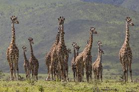 Giraff family