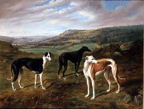 Greyhounds