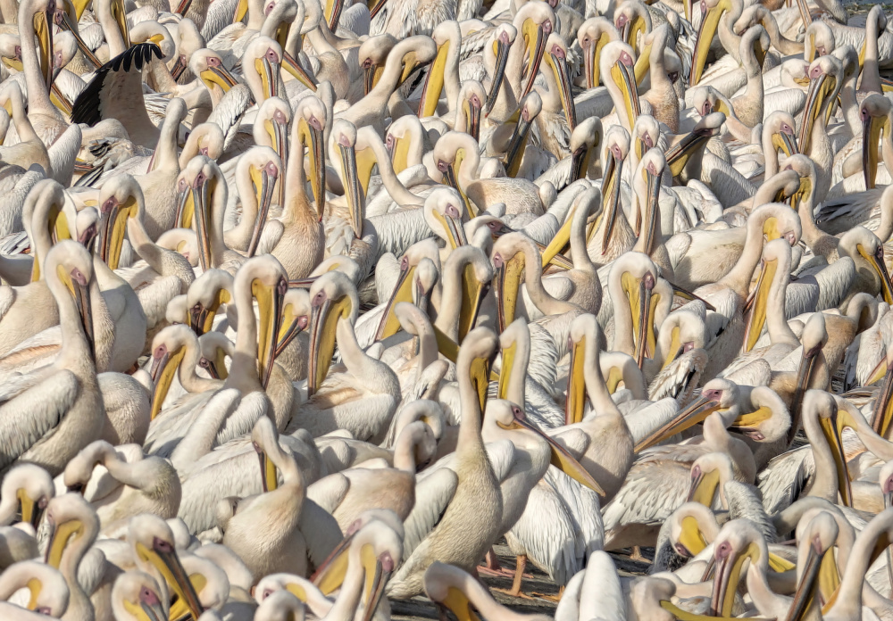 Pelican conference from Benny Gross