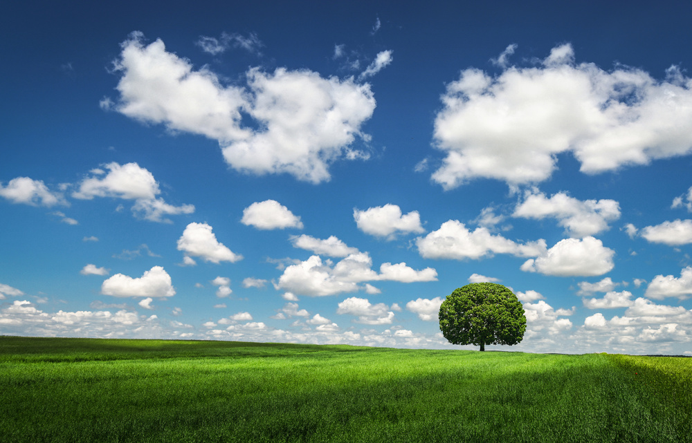 Lonely Tree from Bess Hamiti