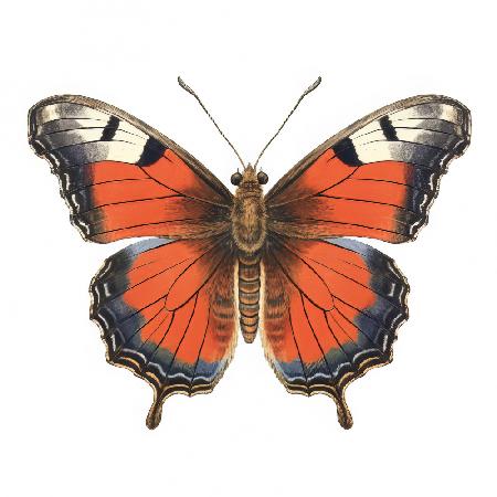 Butterfly 49