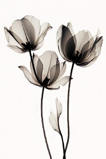 Black Tulips 2