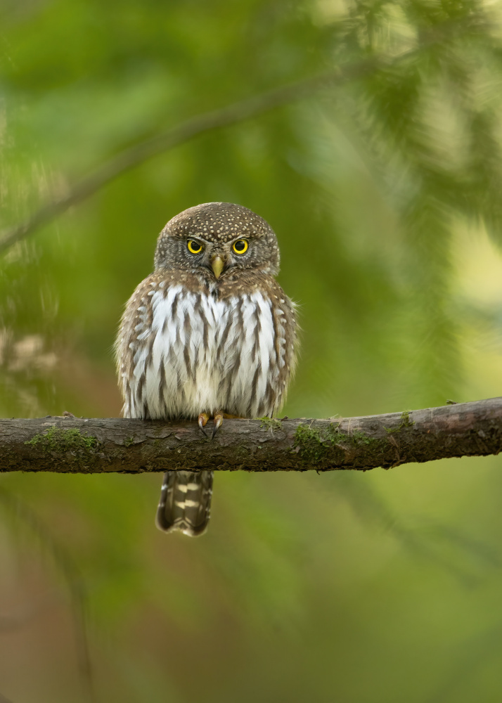 Pygmy Owl from Bill Lu