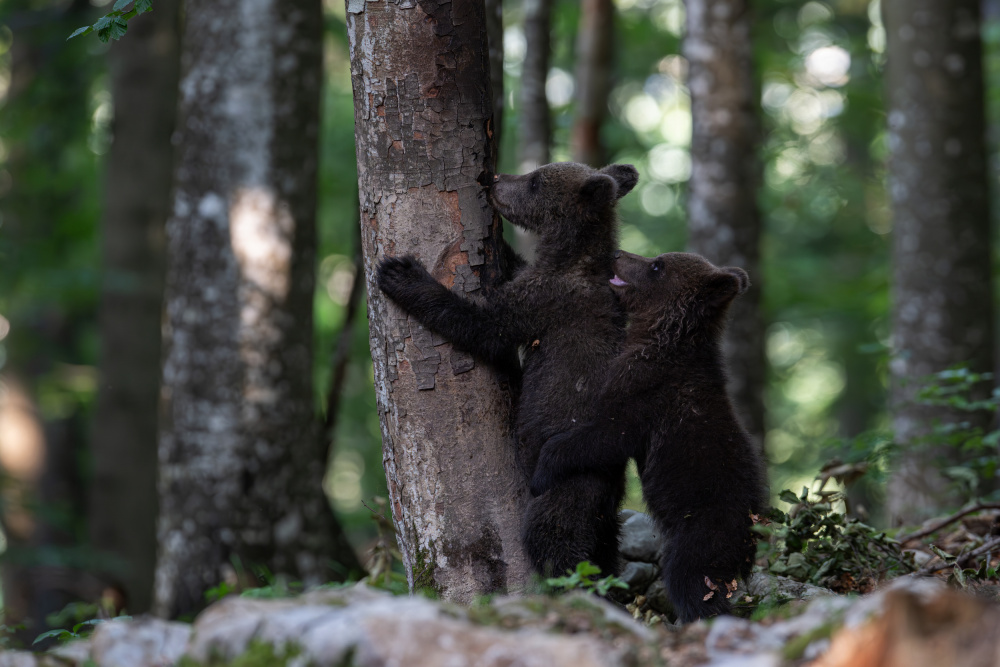 playing bear cubs 1 from Bjoern Alicke