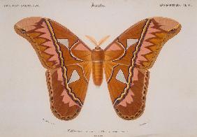 Attacus aurota