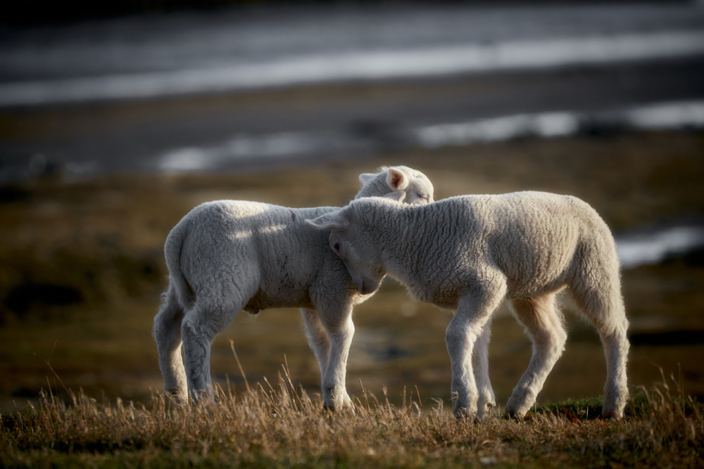 Lamb Friends from Bodo Balzer
