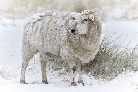 Sheep in snowy dunes