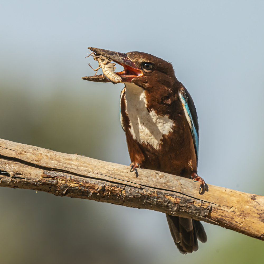 Kingfisher from Boris Lichtman