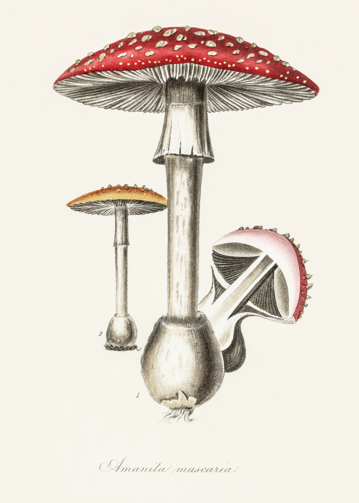 Amanita Muscaria Illustration. Medical Botany 1836 from Botanik