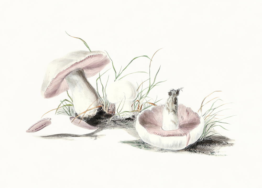 Hand Drawn Field Mushroom from Botanik