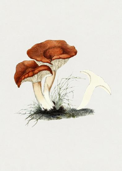 Hand Drawn Rufous Milkcap Mushroom