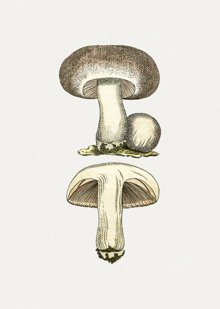 Hand Drawn Field Mushroom Gray from Botanik