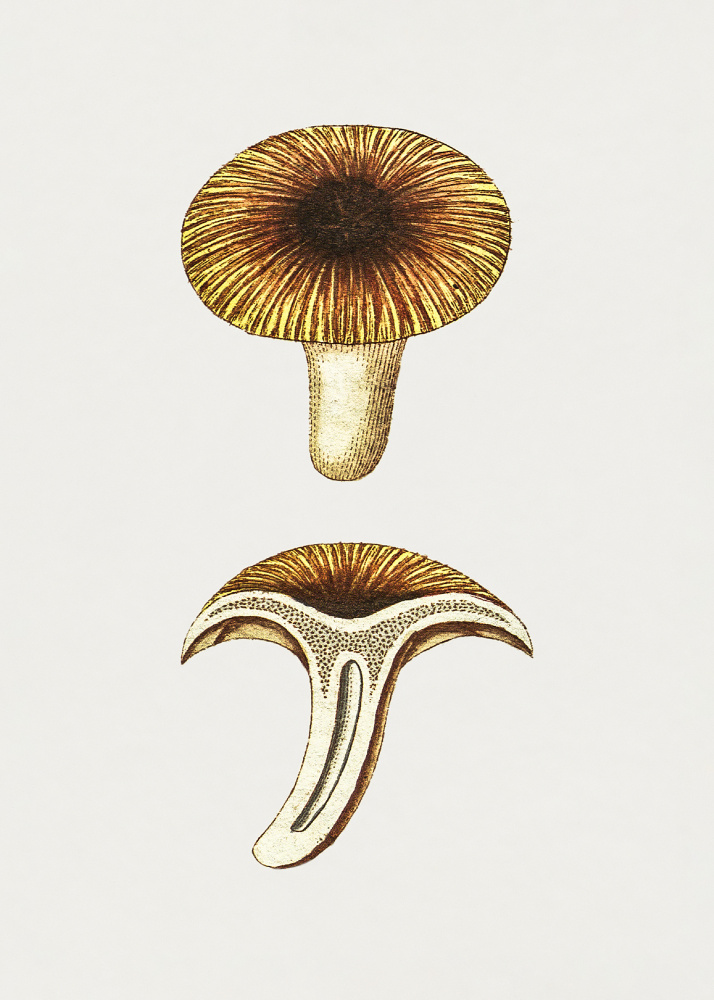 Vintage Chanterelles Edible Mushroom from Botanik
