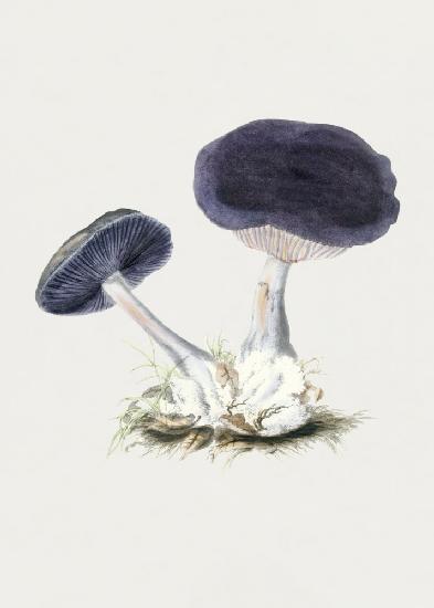 Vintage Violet Webcap Mushroom
